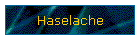 Haselache