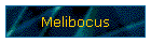 Melibocus